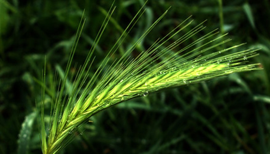 Oat grass can be grown easily in most places. Oat grass can be grown easily in most places.