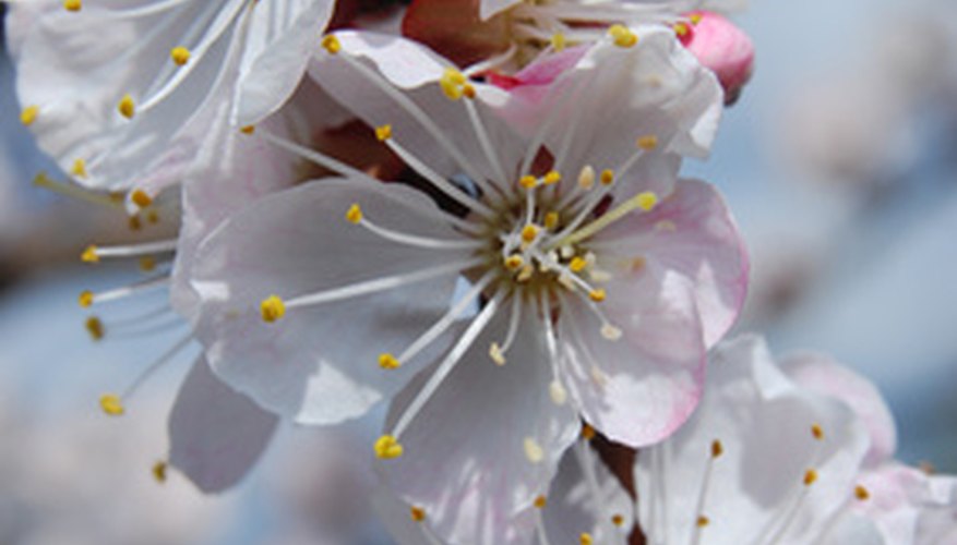 Late-blooming apricot trees avoid frost damage. Late-blooming apricot trees avoid frost damage.