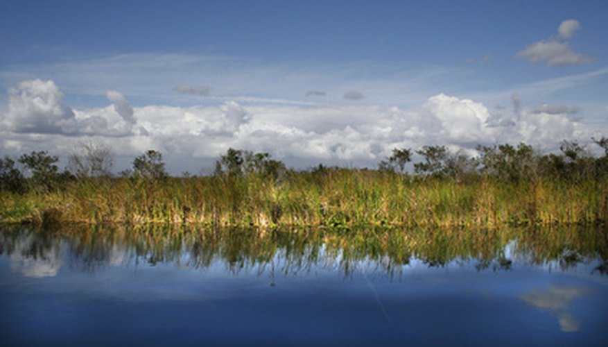 Grasses form ecologically critical Florida habitats. Grasses form ecologically critical Florida habitats.