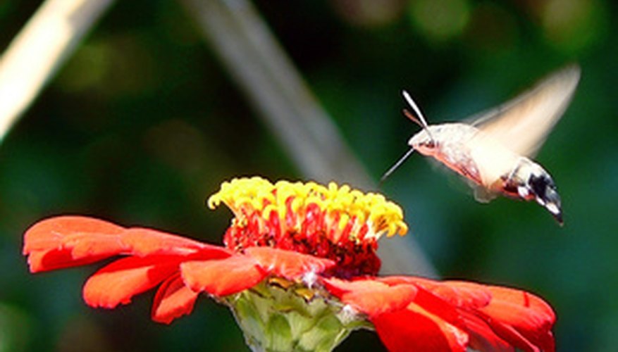 Reddish flowers tend to attract hummingbirds. Reddish flowers tend to attract hummingbirds.