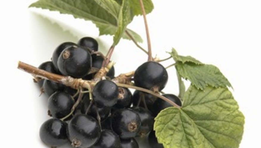Currant berries are formed in clusters. Currant berries are formed in clusters.