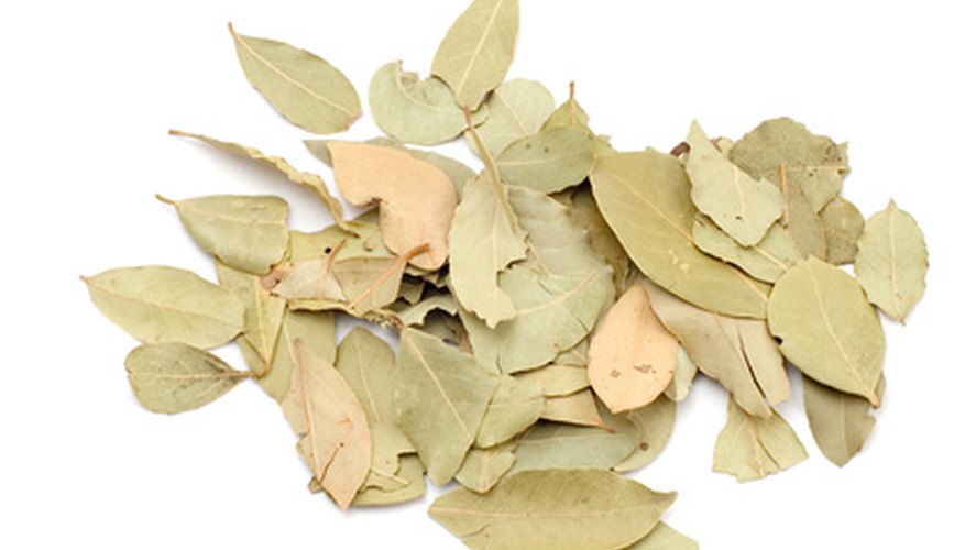 Bay leaves are often dried and used for seasoning. Bay leaves are often dried and used for seasoning.