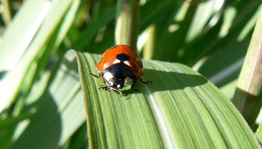 Lady bug surveying its area of the garden Lady bug surveying its area of the garden