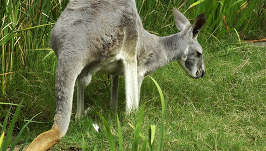Plants and Animals That Live Near the Koala's Habitat | Sciencing