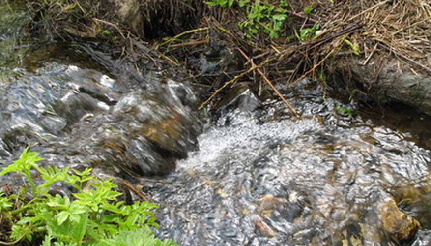 Many different plants can live in and along the banks of streams. Many different plants can live in and along the banks of streams.