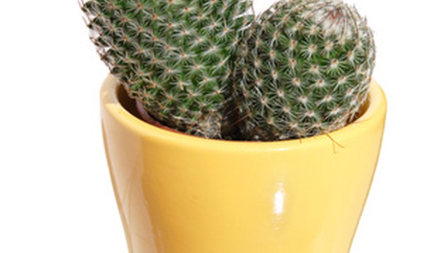 Potting soil for cactus needs to let the roots dry quickly. Potting soil for cactus needs to let the roots dry quickly.