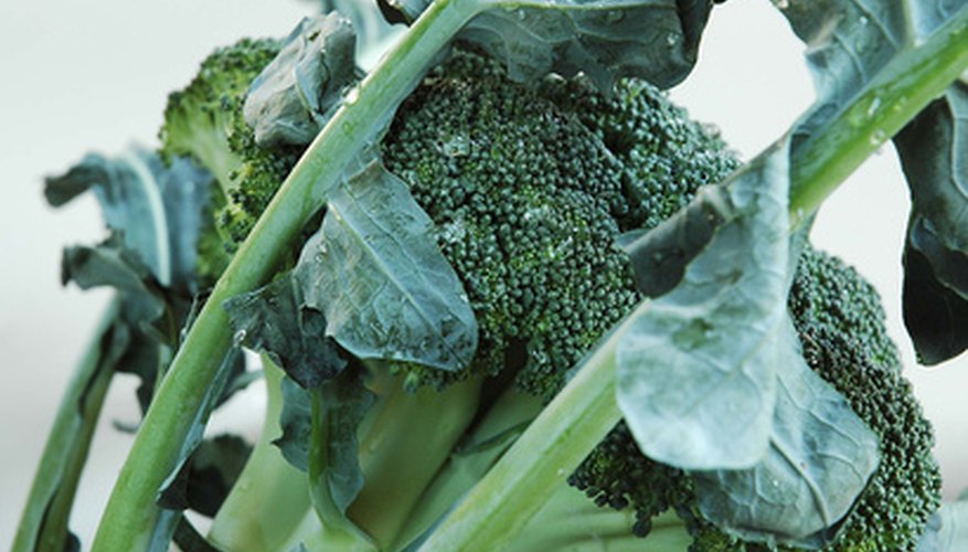 Add broccoli to your fall gardens. Add broccoli to your fall gardens.