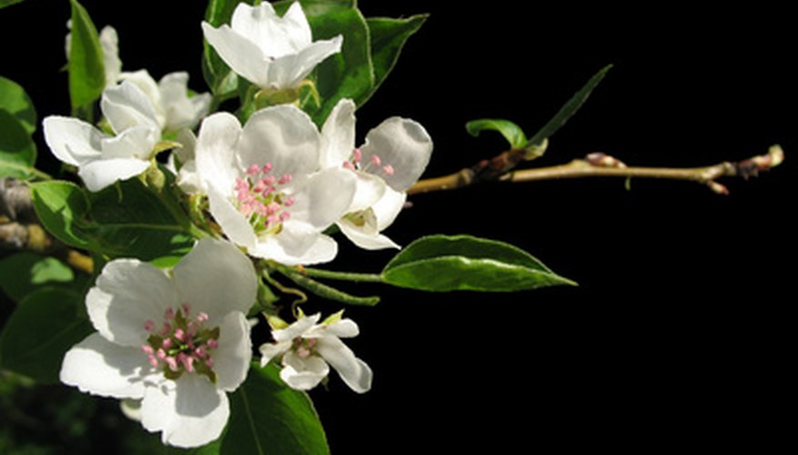 Black locust provides flowers as well as shade. Black locust provides flowers as well as shade.