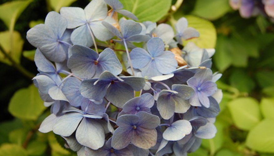 Hydrangea blooms come in blue, violet, pink, magenta and white. Hydrangea blooms come in blue, violet, pink, magenta and white.