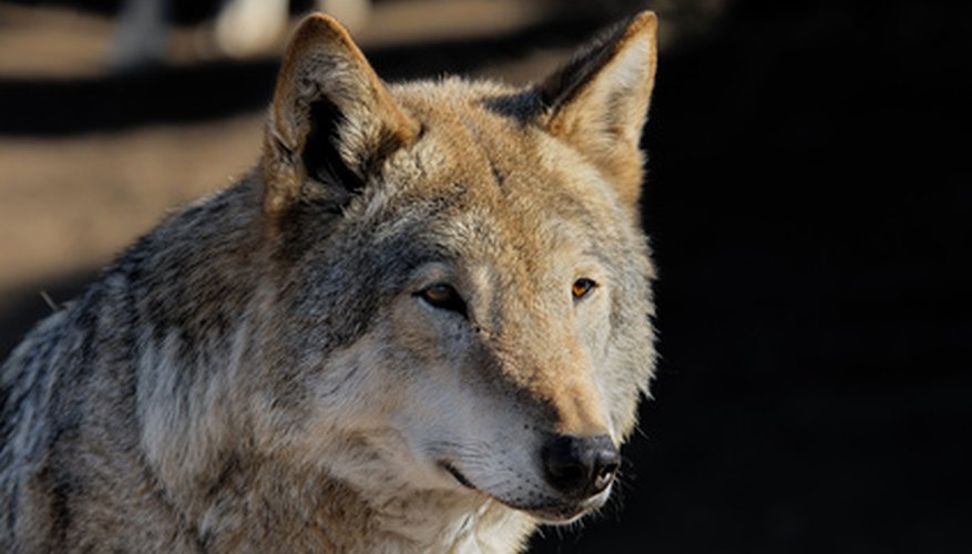 Beginners and novices alike can learn how to accurately draw and paint a wolf Beginners and novices alike can learn how to accurately draw and paint a wolf