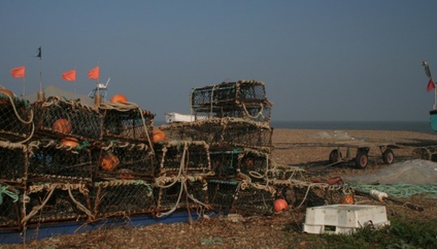 If you like eating crabs, you can harvest your own using your homemade crab nets. If you like eating crabs, you can harvest your own using your homemade crab nets.