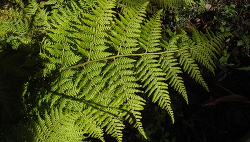 Boston ferns require high humidity. Boston ferns require high humidity.