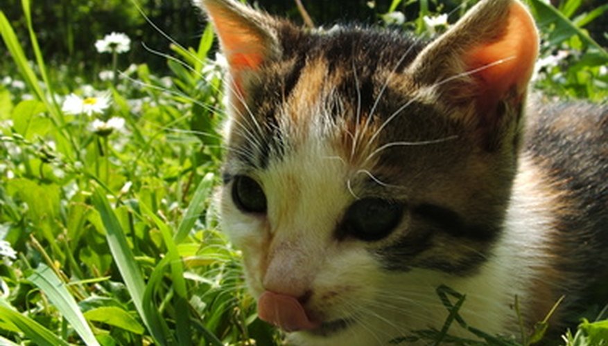 Cats love to eat grass. Cats love to eat grass.
