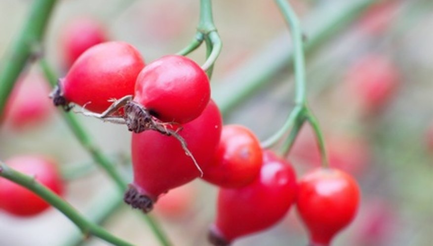 Pollinated flowers form rose hips Pollinated flowers form rose hips