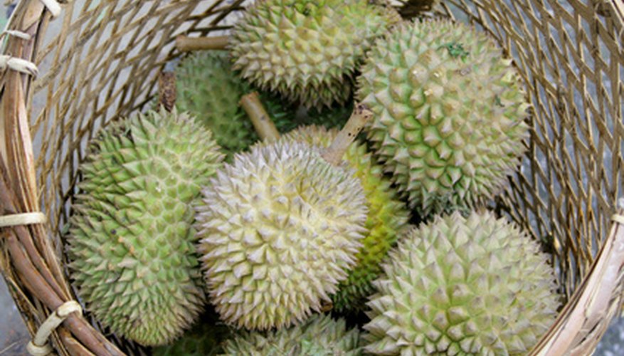 Durians are covered in spikes. Durians are covered in spikes.