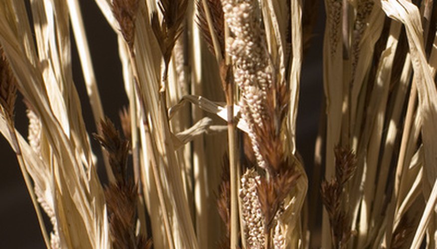Grain sorghum is grown for a variety of uses. Grain sorghum is grown for a variety of uses.