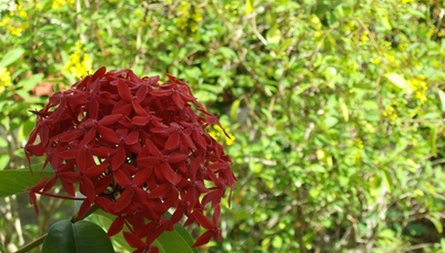 An ixora flower head in silhouette. An ixora flower head in silhouette.