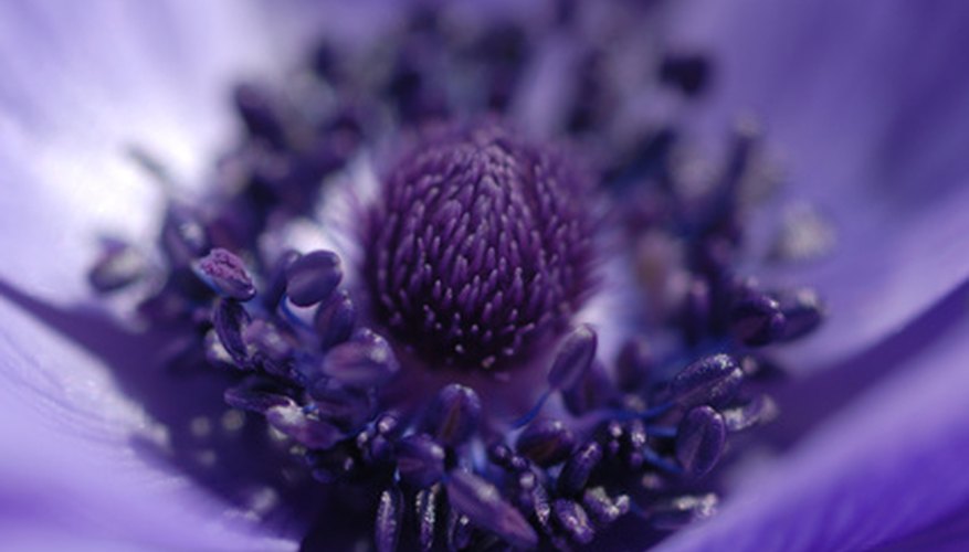 The blue anemone is native to Norway. The blue anemone is native to Norway.