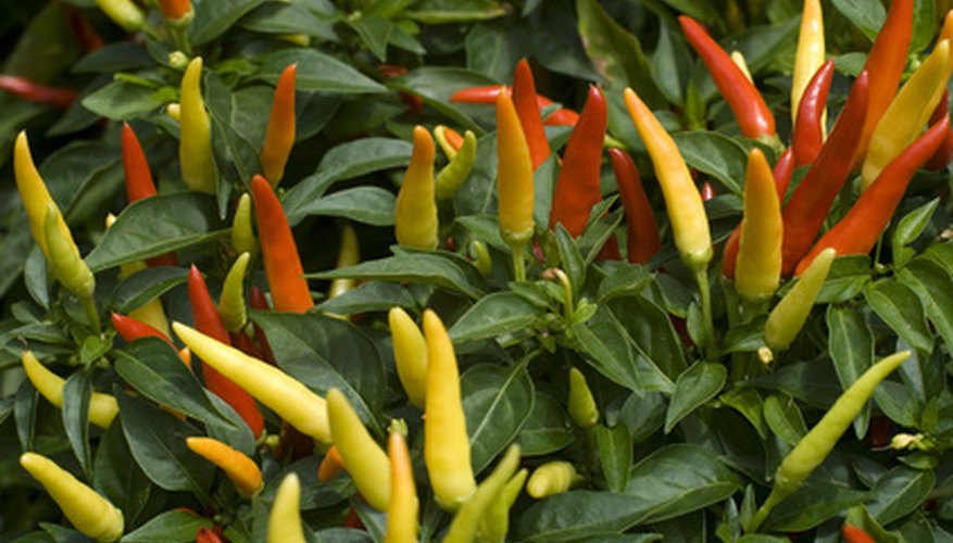 Fiery chili plants were discovered by Spanish explorers. Fiery chili plants were discovered by Spanish explorers.
