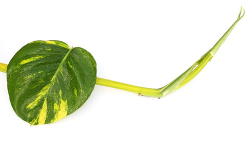 Leaf of a golden pothos vine. Leaf of a golden pothos vine.