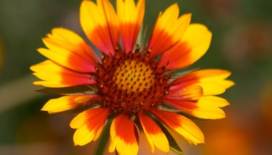 Blanket flower bloom Blanket flower bloom