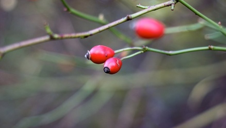 Dogwood berries are typically red and oval. Dogwood berries are typically red and oval.