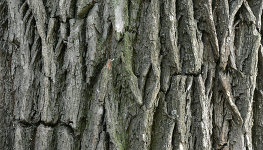 Walnut trees have deeply rutted bark. Walnut trees have deeply rutted bark.