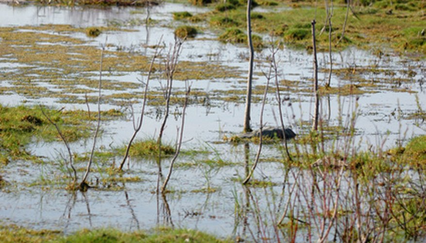Many plants thrive in swamp environments Many plants thrive in swamp environments