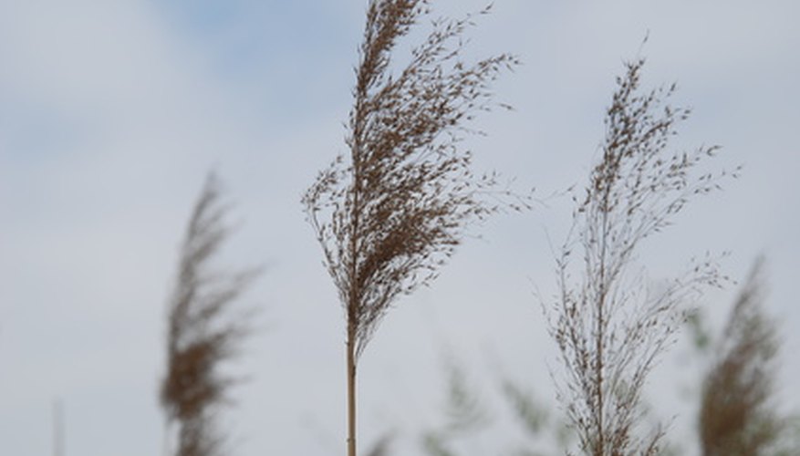 Common reeds can grow 6 to 12 feet tall. Common reeds can grow 6 to 12 feet tall.