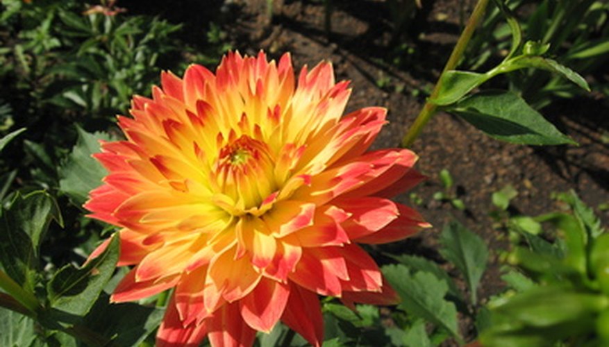 Dahlias blooms can be nearly any color except true blue. Dahlias blooms can be nearly any color except true blue.
