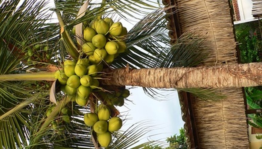 Coconut fruit is connected by a hard protective outer layer. Coconut fruit is connected by a hard protective outer layer.