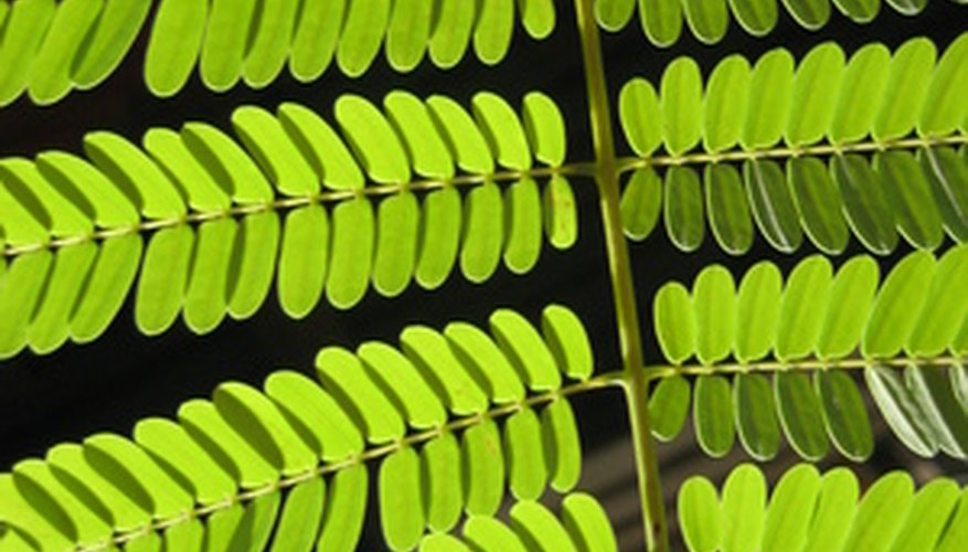 The thousands of leaflets make the compound leaf look feathery. The thousands of leaflets make the compound leaf look feathery.
