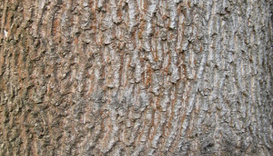 types of maple tree bark