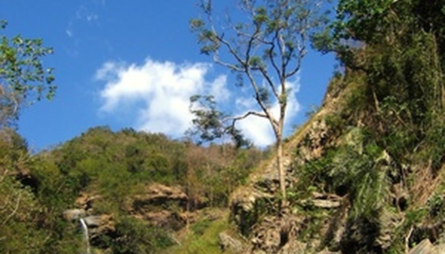 Taiwans forests contain a number of native plants. Taiwans forests contain a number of native plants.