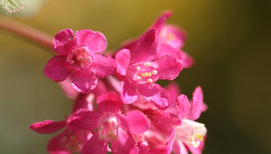 Clusters of red flowers on red-flowering currant Clusters of red flowers on red-flowering currant