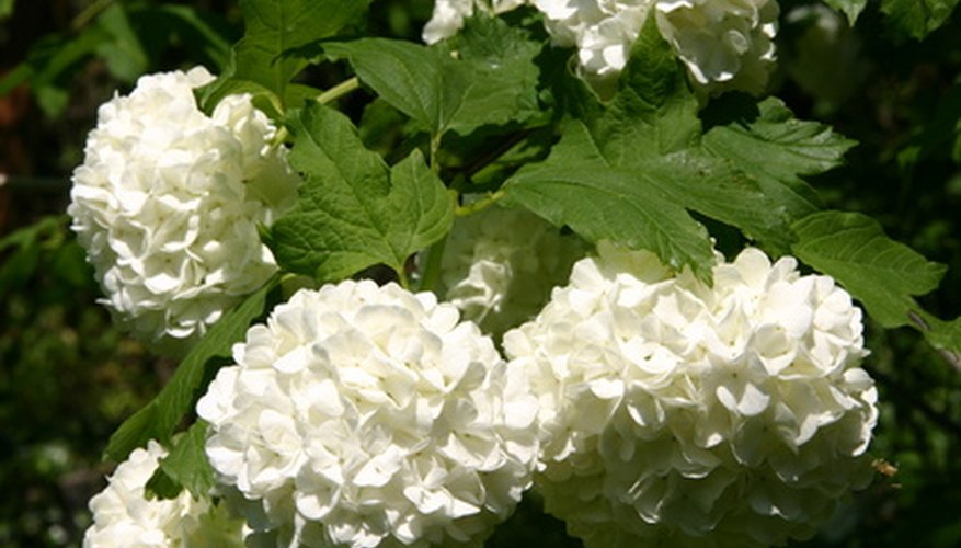 Snowball Bush Snowball Bush