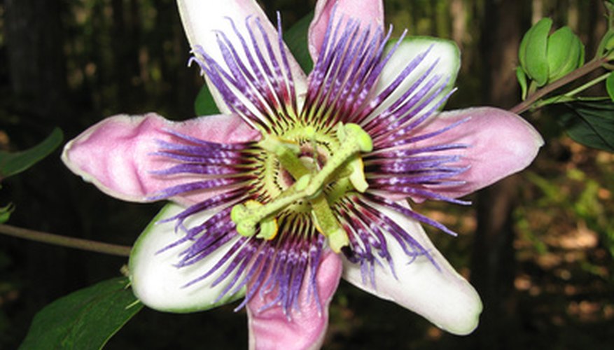 Passion flower Passion flower