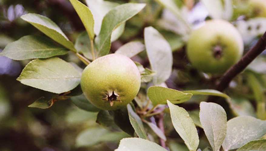 Apples are fruits that protect seeds after pollination of blossoms. Apples are fruits that protect seeds after pollination of blossoms.