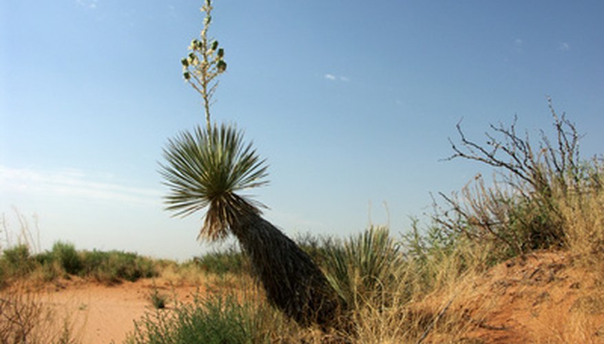 Sandy soil plants must use water efficiently--it drains quickly. Sandy soil plants must use water efficiently--it drains quickly.