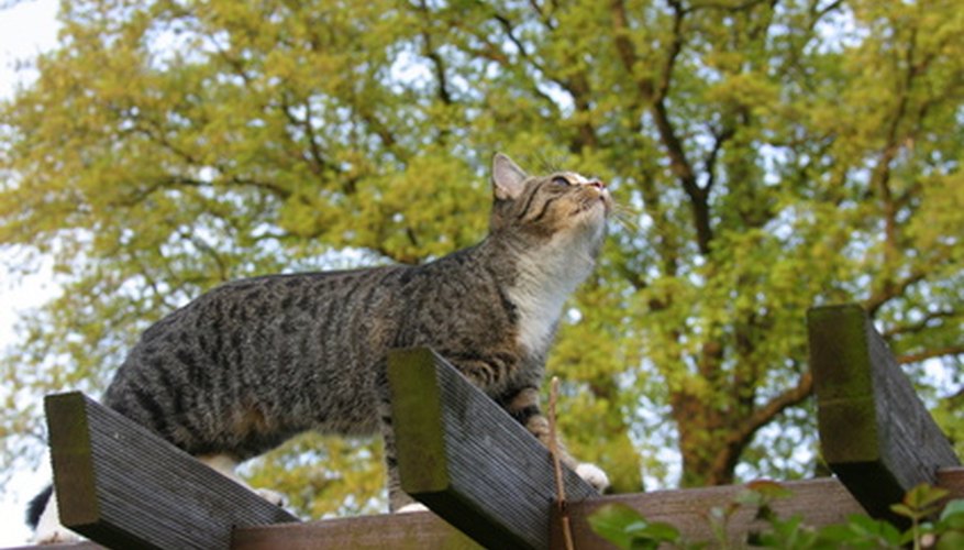 A cat enjoys a bird's eye view atop a pergola. A cat enjoys a bird's eye view atop a pergola.