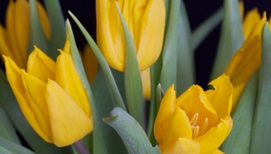 Tulips bloom in the spring and lie dormant until the following year. Tulips bloom in the spring and lie dormant until the following year.