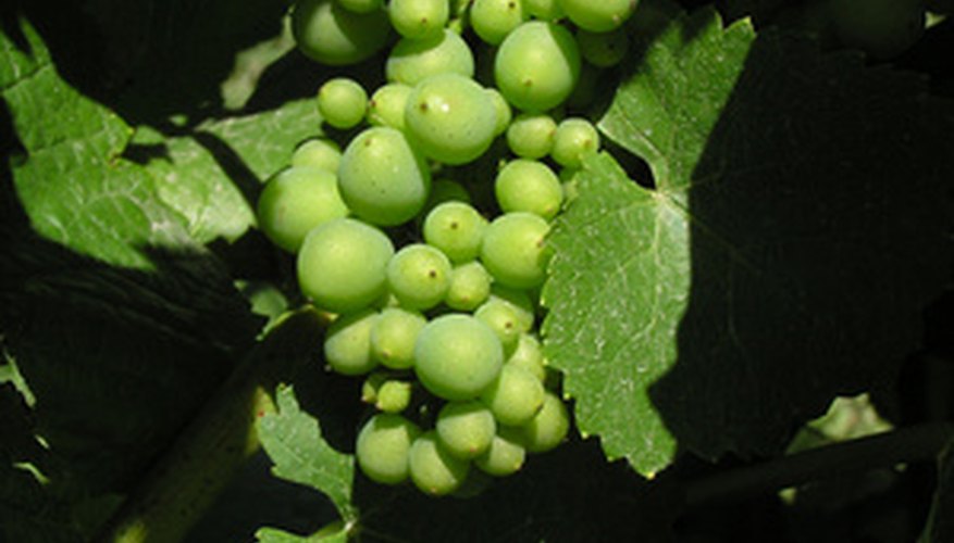 Grape leaves have jagged edges. Grape leaves have jagged edges.