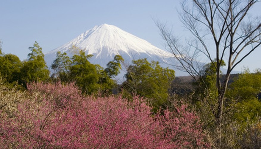 Japan grows many different types of trees. Japan grows many different types of trees.
