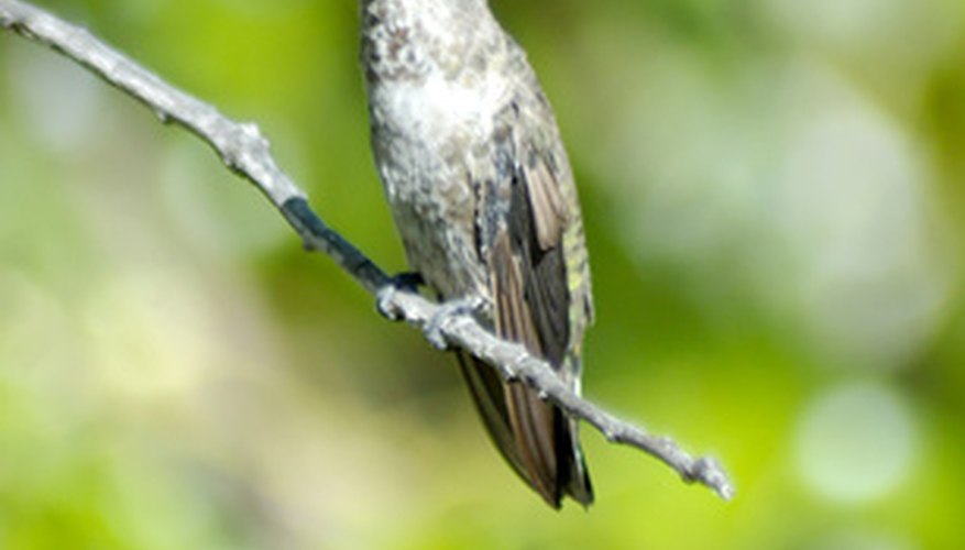 The hummingbird's long beak makes it possible to suck up the nectar. The hummingbird's long beak makes it possible to suck up the nectar.