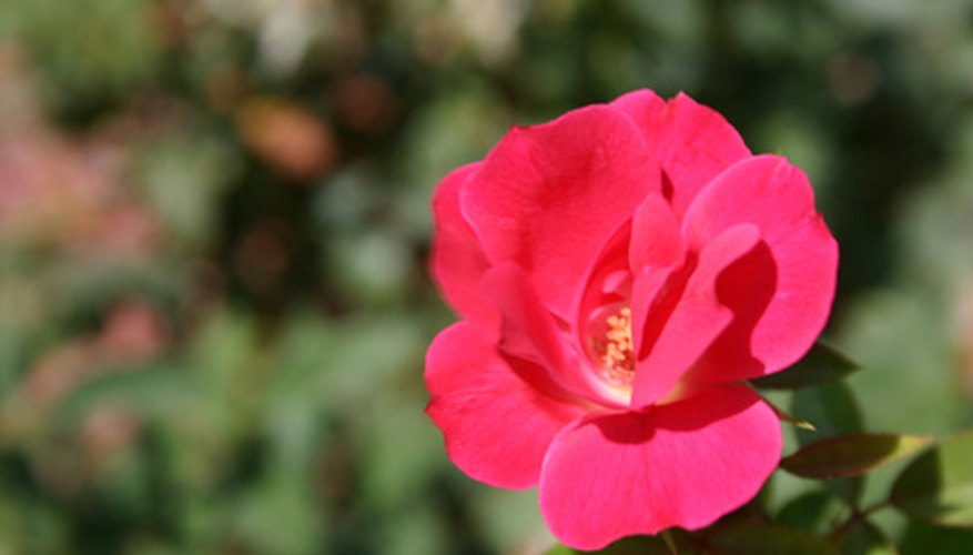 Wild roses require pruning just like everyday garden roses. Wild roses require pruning just like everyday garden roses.