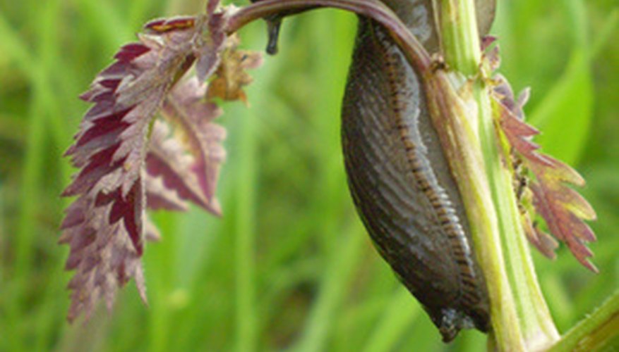 Slug damage to gardens can be costly. Slug damage to gardens can be costly.
