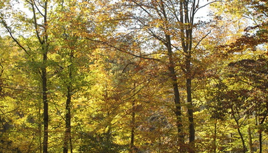 Deciduous forests are common in temperate latitudes. Deciduous forests are common in temperate latitudes.