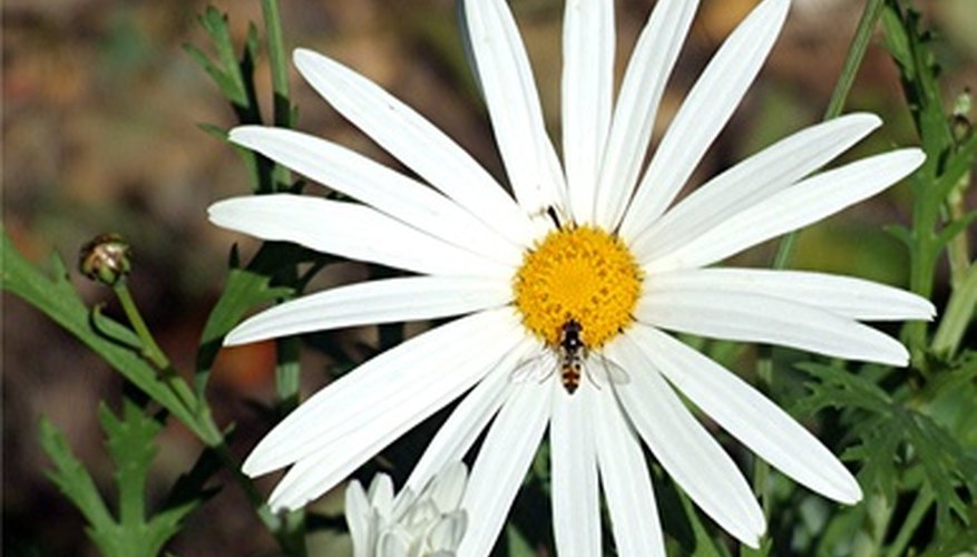 Shasta daisy, like many perennials, benefit from the removal of spent flower heads. Shasta daisy, like many perennials, benefit from the removal of spent flower heads.