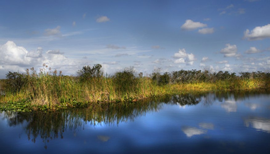 A wide range of plants and algae make up the Everglades. A wide range of plants and algae make up the Everglades.