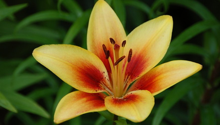 Oriental lily grows well in zones 5 and 6. Oriental lily grows well in zones 5 and 6.